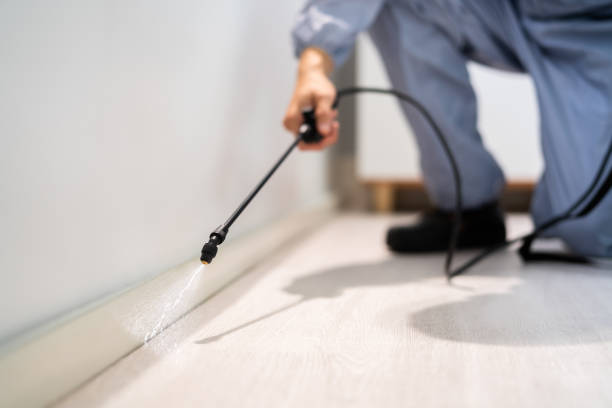 Licensed Wasp Removal service in New Orleans Station, LA - Show Me Pest Control